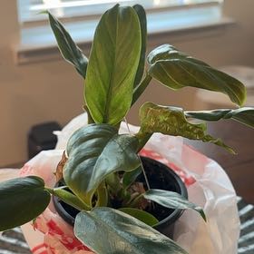 Photo of the plant species Philodendron subhastatum by @PrizeGabisan18 named Robert Plant on Greg, the plant care app