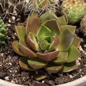 Photo of the plant species Churro by @PrizeGabisan18 named Foxxy on Greg, the plant care app