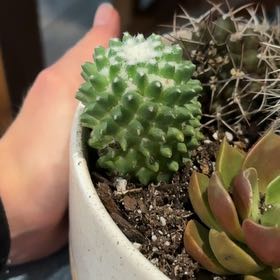 Photo of the plant species Mammillaria polythele 'Nuda' by @PrizeGabisan18 named Cleopatra on Greg, the plant care app