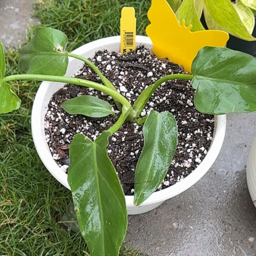 Photo of the plant species Philodendron mayoi by @PrizeGabisan18 named Zion on Greg, the plant care app
