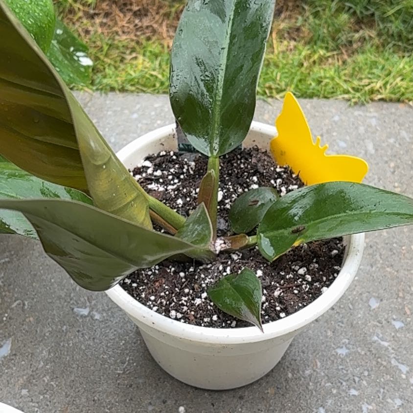 Photo of the plant species Philodendron 'Imperial Red' by @PrizeGabisan18 named Gomez on Greg, the plant care app