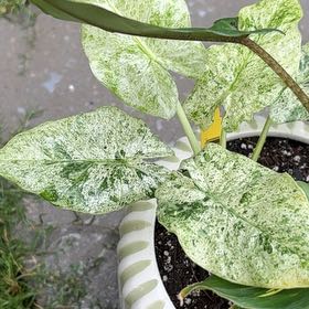 Photo of the plant species Alocasia 'Batik' by @PrizeGabisan18 named Harmony on Greg, the plant care app