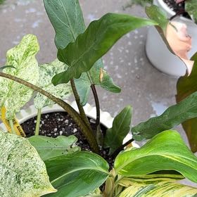 Photo of the plant species Purple Sword by @PrizeGabisan18 named Eva on Greg, the plant care app
