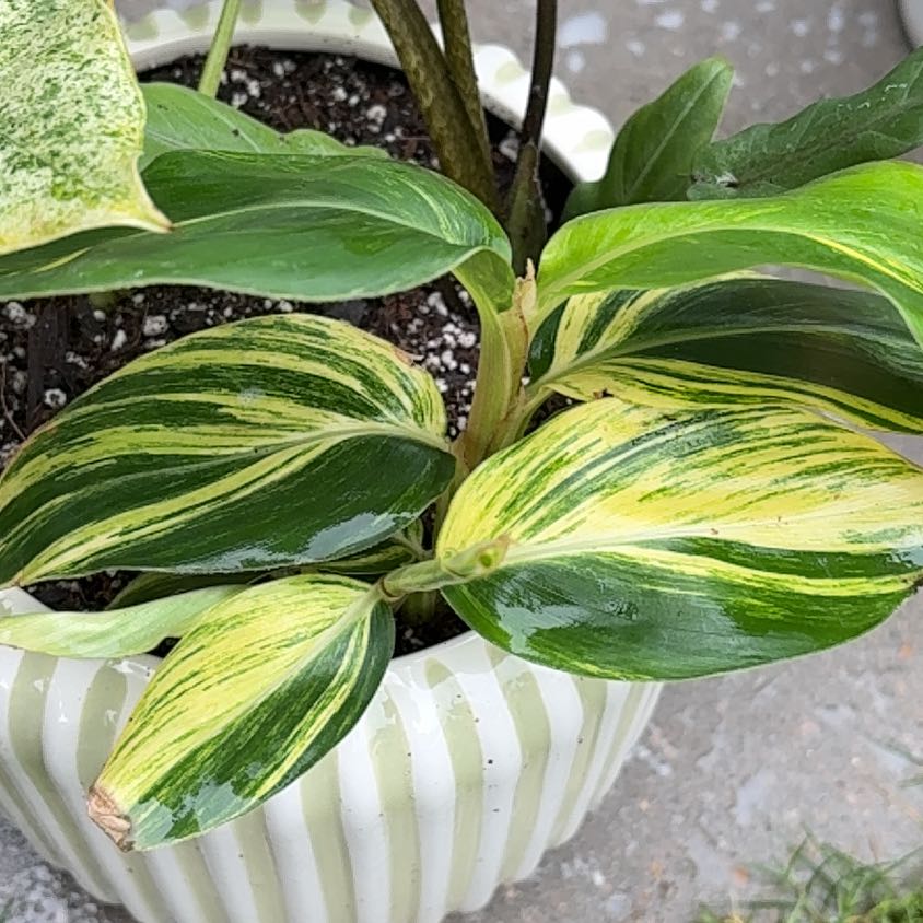 Photo of the plant species Variegated Shell Ginger by @PrizeGabisan18 named Fernie Mercury on Greg, the plant care app