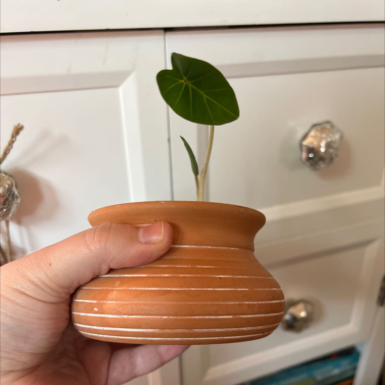 Photo of the plant species Taro by @myplantritual named Lilo on Greg, the plant care app