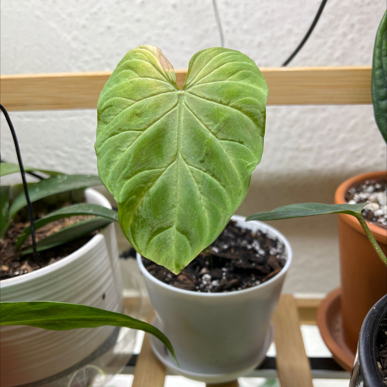 Ecuador Philodendron with a heart-shaped leaf in a white pot, slight yellowing and browning at edges.
