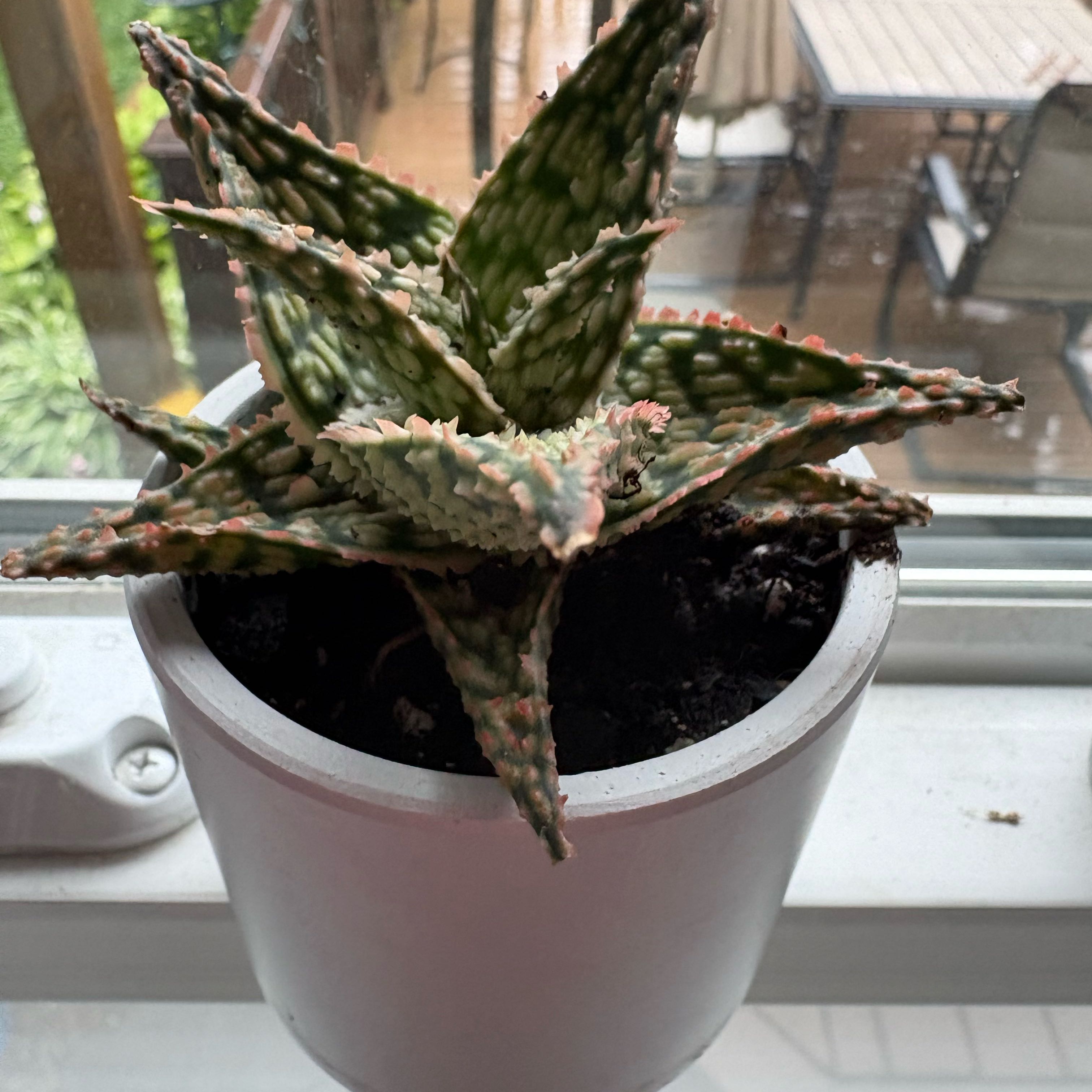 Photo of the plant species Aloe 'Firecracker' by @IdealEncina34 named sweetie on Greg, the plant care app