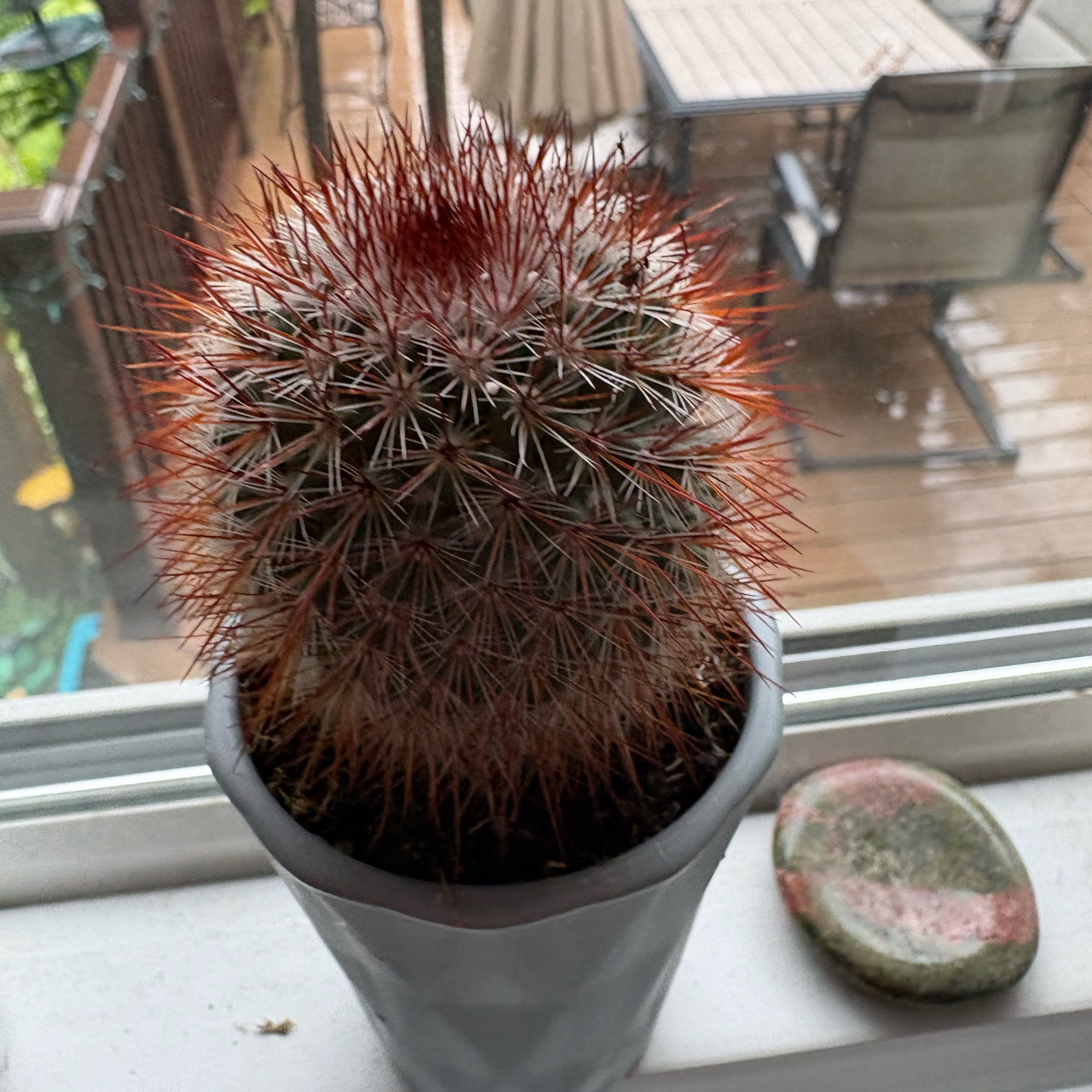 Photo of the plant species Mammillaria spinosissima f. rubrispina by @IdealEncina34 named ruby on Greg, the plant care app