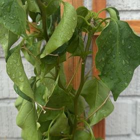 Photo of the plant species Bougainvillea by @SustainedKamahi named Beckham on Greg, the plant care app