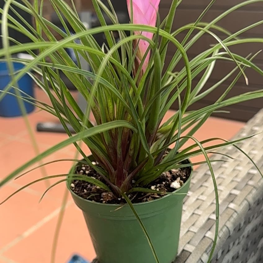 Photo of the plant species Pink Quill by @MentorRosea53 named Hemingway on Greg, the plant care app