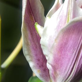 Photo of the plant species Garden Tulip by @HolyAnacua98 named Dax on Greg, the plant care app