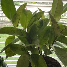 Photo of the plant species Ficus Macrophylla by @YummyFeverfew83 named Sir Plancelot on Greg, the plant care app