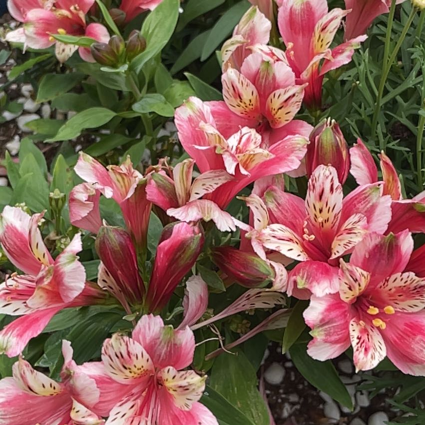 Photo of the plant species Peruvian-Lily by @RoundHemlock39 named Bodhi on Greg, the plant care app