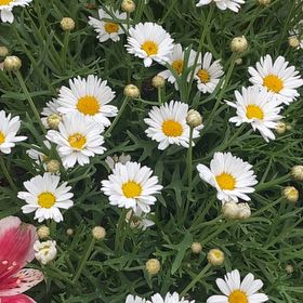 Photo of the plant species Paris Daisy by @RoundHemlock39 named Huckleberry Fern on Greg, the plant care app