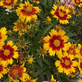 Photo of the plant species Large-Flowered Tickseed by @RoundHemlock39 named Orlando Bloom on Greg, the plant care app