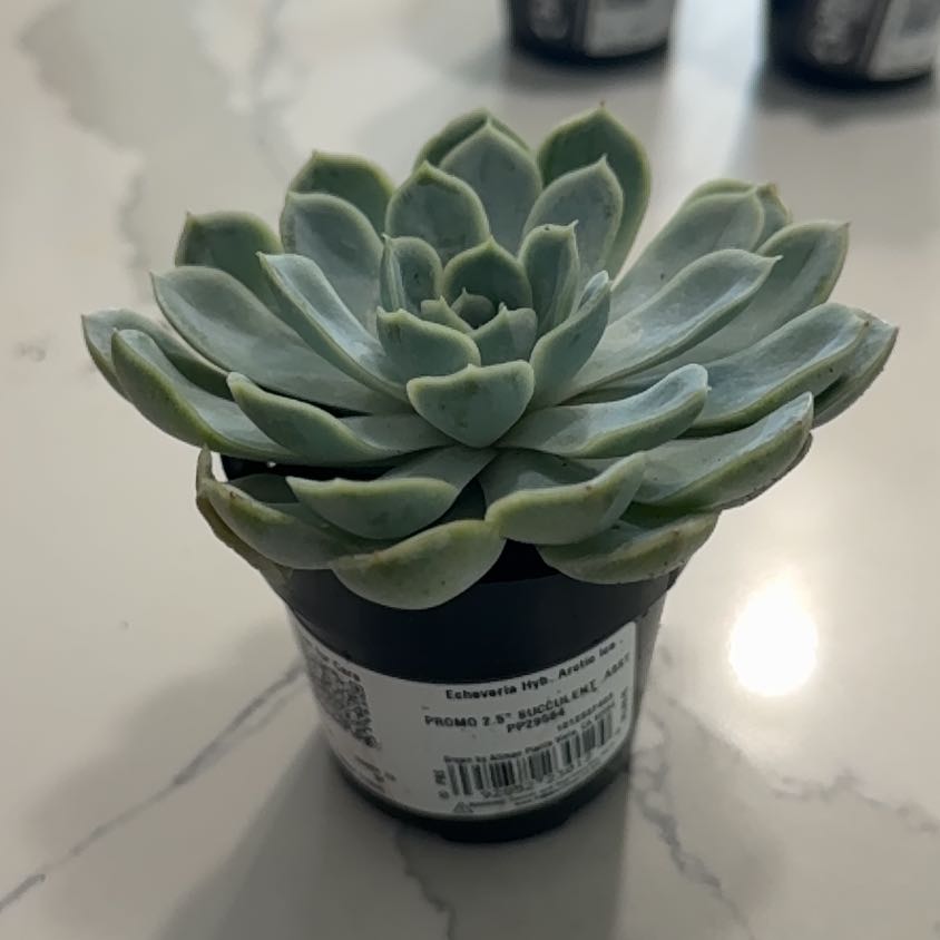 Photo of the plant species Echeveria by @MusicalFeijoa80 named Forrest on Greg, the plant care app
