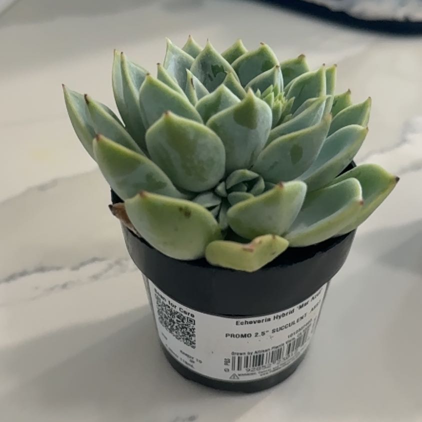 Photo of the plant species Echeveria Hybrid by @MusicalFeijoa80 named LiloStitch on Greg, the plant care app