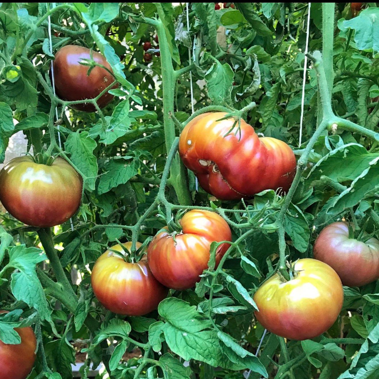 Photo of the plant species Cherokee Purple Tomato by @GnarlyTaraire named Hamilton on Greg, the plant care app