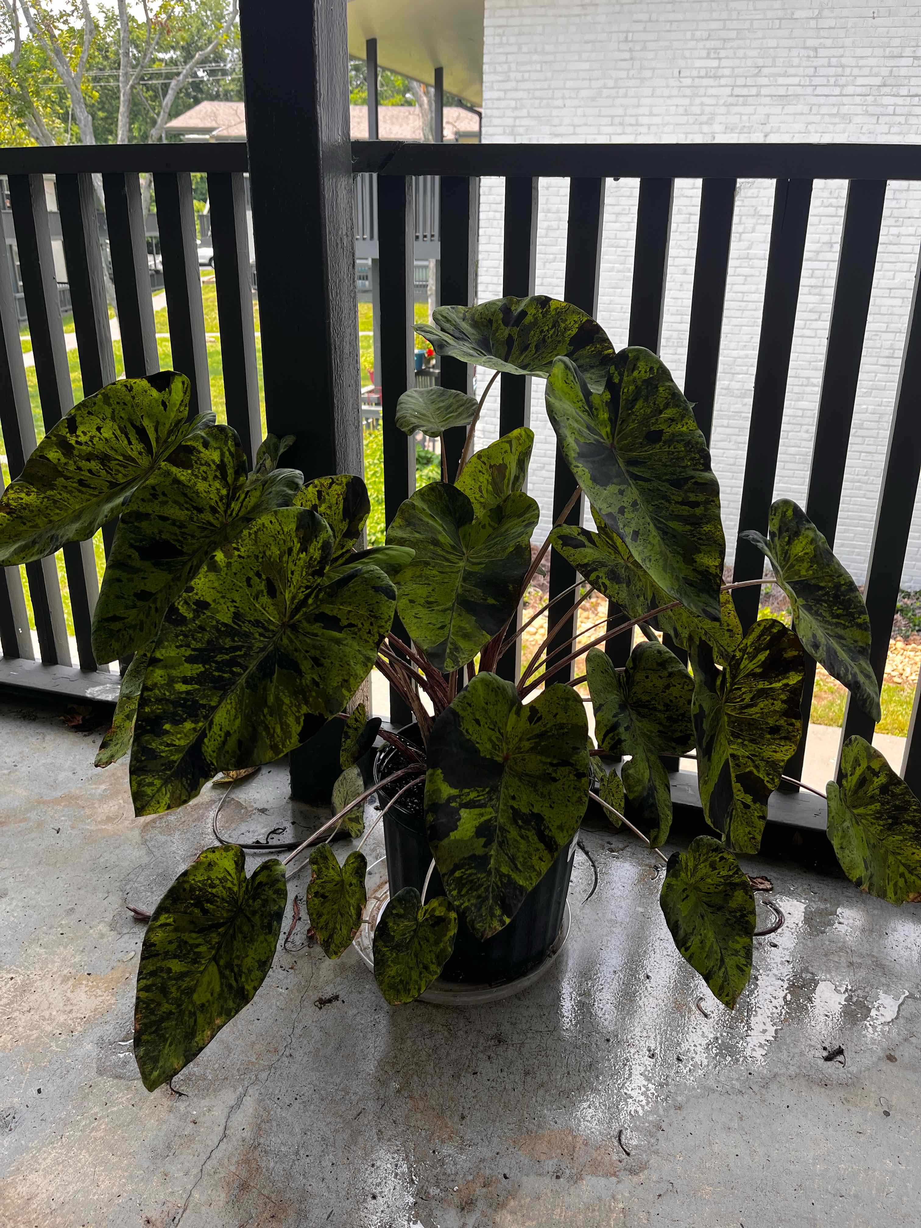 Taro 'Mojito' plant with variegated leaves in a pot on a porch.