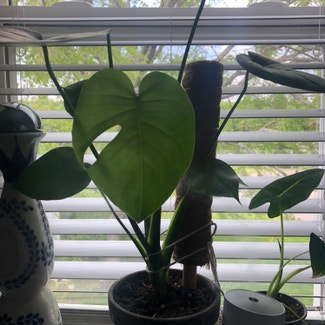 Monstera plant in Nashville, Tennessee