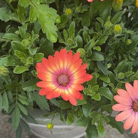 Photo of the plant species Treasureflower by @RichlyPeony6 named Pax on Greg, the plant care app