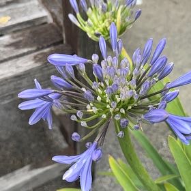 Photo of the plant species Blue Lily by @RichlyPeony6 named Oscar on Greg, the plant care app
