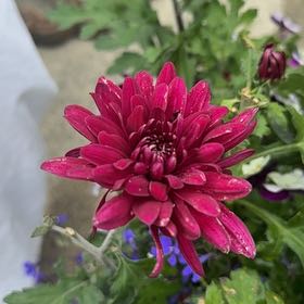 Photo of the plant species Garden Dahlia by @RichlyPeony6 named Foxxy on Greg, the plant care app