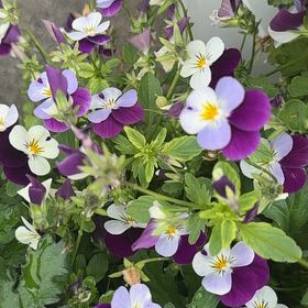 Photo of the plant species Wild Pansy by @RichlyPeony6 named Rainier on Greg, the plant care app