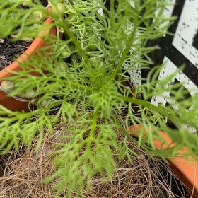 Photo of the plant species Dog Fennel by @DivineSoursop named Tolkien on Greg, the plant care app