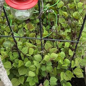 Photo of the plant species Amur Peppervine by @DivineSoursop named Drake on Greg, the plant care app