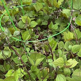 Photo of the plant species Hyacinth Bean by @DivineSoursop named Achilles on Greg, the plant care app