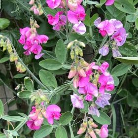 Photo of the plant species Lathyrus Latifolius by @DivineSoursop named Surya on Greg, the plant care app