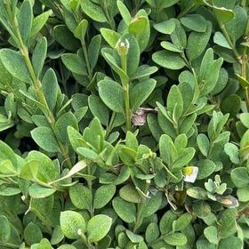 Photo of the plant species Bearberry by @DivineSoursop named Sol on Greg, the plant care app