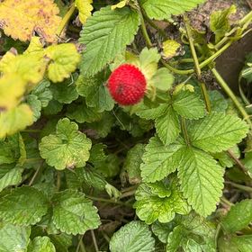 Photo of the plant species Mock Strawberry by @DivineSoursop named Fernie Mac on Greg, the plant care app