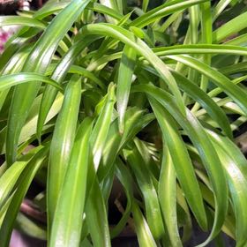Photo of the plant species Blue Lily by @DivineSoursop named Doja Cat on Greg, the plant care app