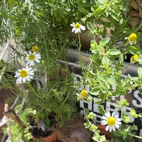 Photo of the plant species Matricaria Chamomilla by @DivineSoursop named Terra on Greg, the plant care app