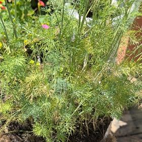 Photo of the plant species Dill by @DivineSoursop named Foxxy on Greg, the plant care app