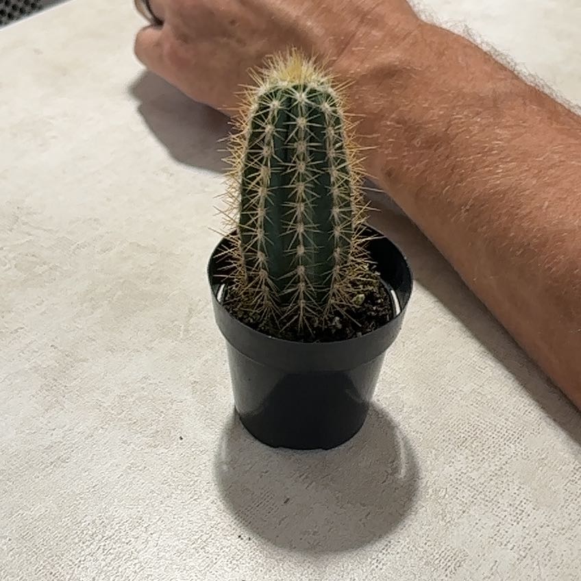 Photo of the plant species Old Man Cactus by @FitCapealoe98 named Greg on Greg, the plant care app
