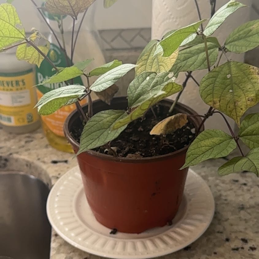 Photo of the plant species Hyacinth Bean by @MeekPuka87 named Robert Plant on Greg, the plant care app