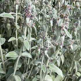 Photo of the plant species Lamb's Ear by @PivotalPeyote49 named Marilyn on Greg, the plant care app