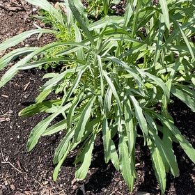 Photo of the plant species Daisy by @KookyKaro92 named Treeyoncé on Greg, the plant care app