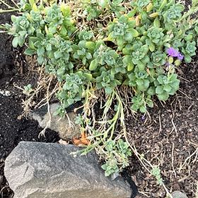 Photo of the plant species Northern Shorewort by @KookyKaro92 named Nithin on Greg, the plant care app