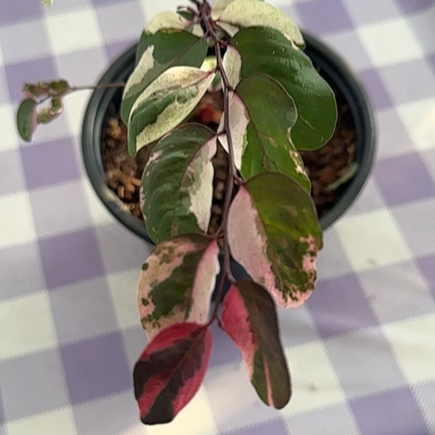 Photo of the plant species Brenia Snowbush by @ZappyKale49 named Taylor Swift on Greg, the plant care app