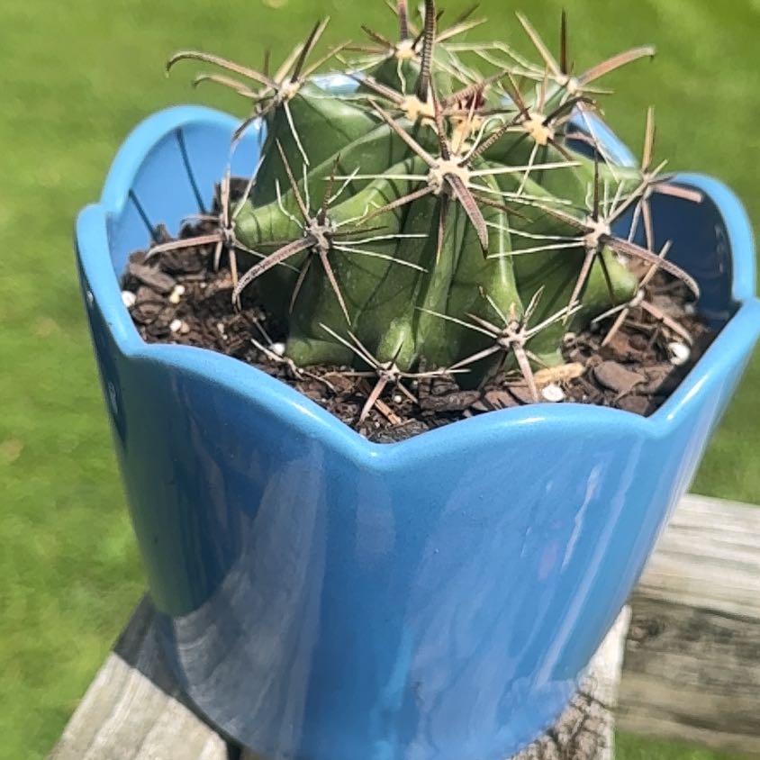 Photo of the plant species Ferocactus histrix by @GoodSeaaster32 named Baller on Greg, the plant care app