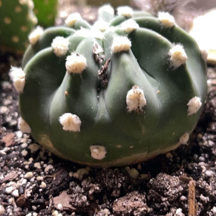 Photo of the plant species Peyote by @YesHardpine42 named Wylie on Greg, the plant care app