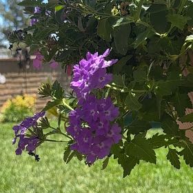 Photo of the plant species Slender Vervain by @BeefyDogrose24 named Foxxy on Greg, the plant care app
