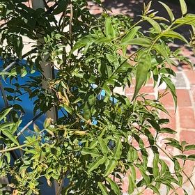 Photo of the plant species White Jasmine by @BeefyDogrose24 named Sproutacus on Greg, the plant care app
