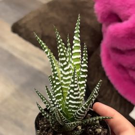 Photo of the plant species Zebra Haworthia by @BoldPothos90 named baby bird on Greg, the plant care app