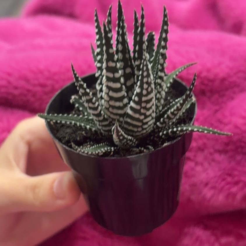 Photo of the plant species Zebra Haworthia by @PeakRedfir84 named Big Birtha on Greg, the plant care app