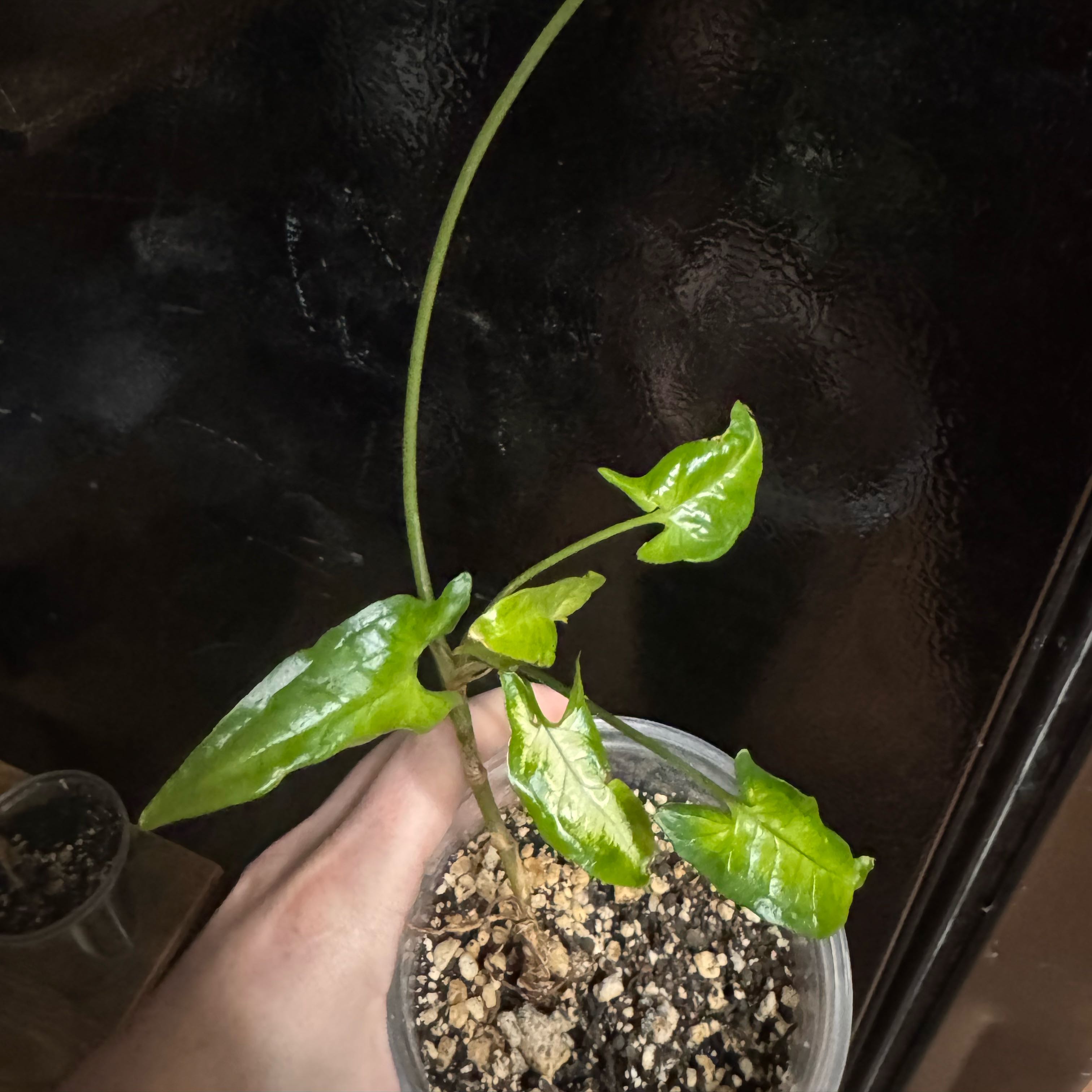 Photo of the plant species Syngonium angustatum by @FirstWorm10 named Angustatum on Greg, the plant care app